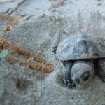 Schildkroete DWM07