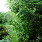 Blick zum Wasser RC KST2010