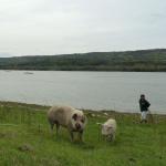 LingLing jagt das Abendessen Donau 2012
