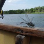 libellenbegleitung bug 2013