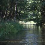 Czarna Hancza mitten im Wald 2015