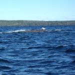 klippe mitten auf dem See finnland 2016