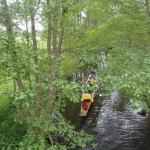 Rudervierer im Wald Havelquelle 2016