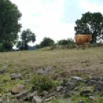 Ruderer mit Kuh Weser 2018