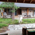 Rentiere vor dem Haus Inari 2022