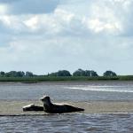 Seehunde Oste 2024